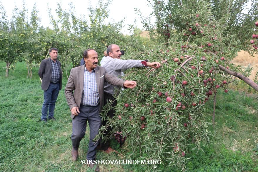 Yüksekova'da elma hasadı 3