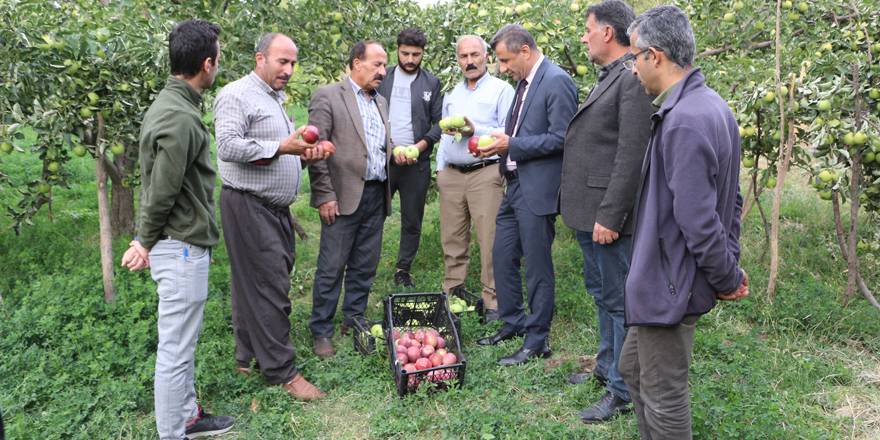 Yüksekova'da elma hasadı