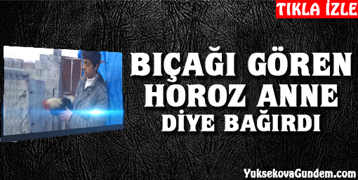Bıçağı Gören Horoz ''ANNE'' Diye Bağırdı.