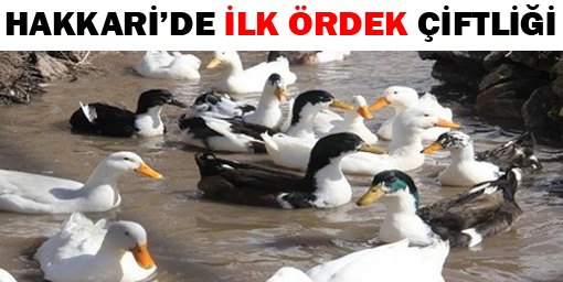 Hakkaride ilk Ördek Çiftliği kuruldu