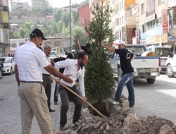 Hakkari'de Ağaçlandırma çalışmaları
