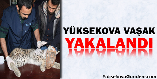 Yüksekova'da köy sakinleri vaşak yakaladı
