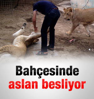 Evinin bahçesinde aslan besliyor