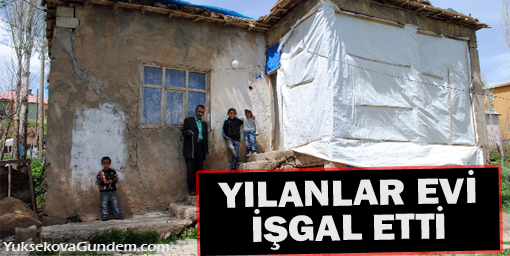 Hakkari'de bir evi yılanlar işgal etti