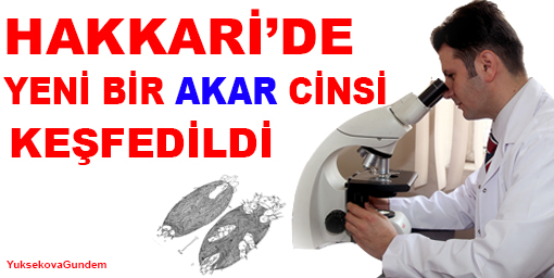 Hakkaride Yeni Bir Akar Cinsi Bulundu