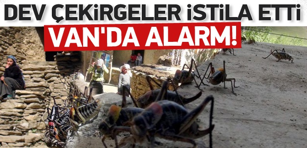 Van'ı dev çekirgeler istila etti