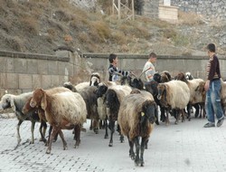 Hakkaride kurban satış yeri belirlendi