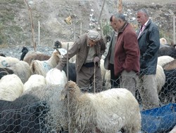 ÇEKUD'den kurbanlıklara nazik olun çağrısı