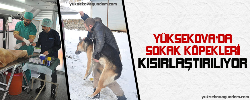 Yüksekova'da Sokak Köpekleri Kısırlaştırılıyor