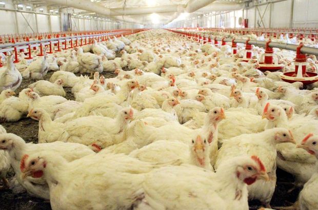 'Türkiye'de Organik Tavuk yok'