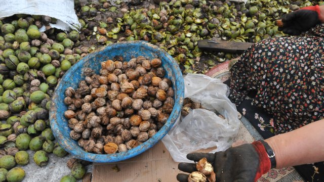 Ceviz Üretiminin Yüzde 5'ini Karşılayan İlçede Mahsul Alınamadı