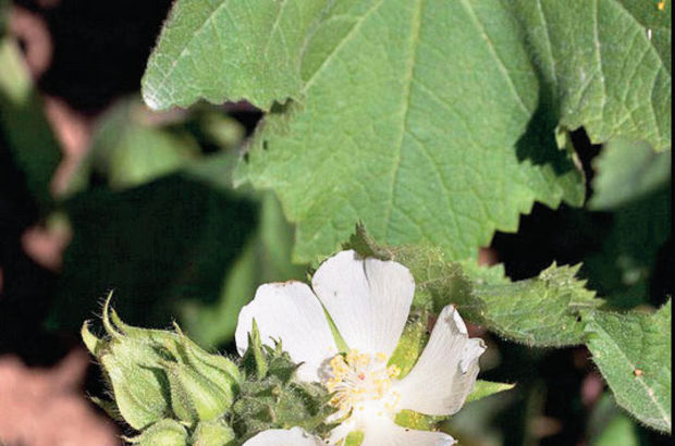 'Kitaaibelia vitifolia'yı koparana 38 bin 751 ceza kesilecek'