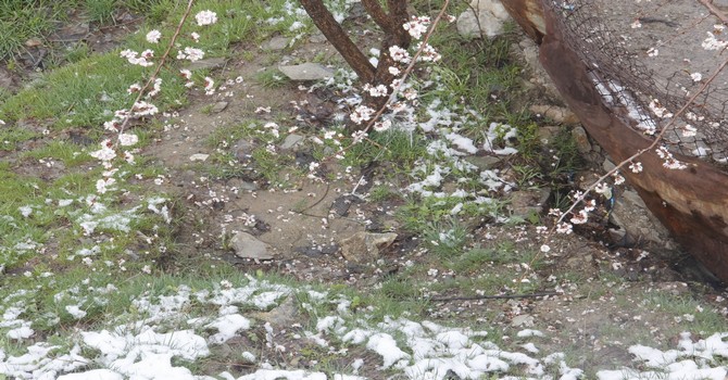 Nisan karı meyve ağaçlarına zarar verdi