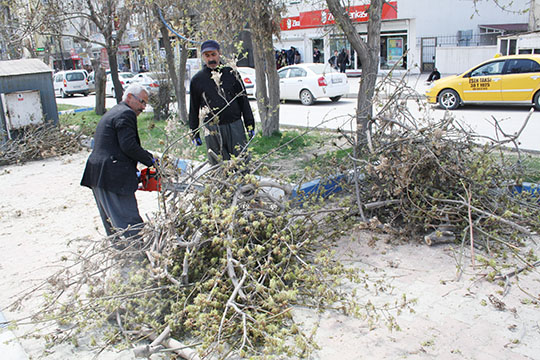 Orta Refüjdeki Ağaçlar Budanmaya Başlandı