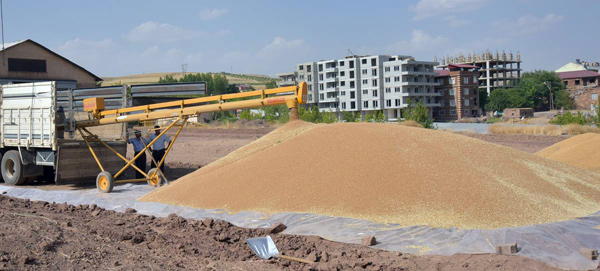 Ahlat'ta buğday alımına başlandı