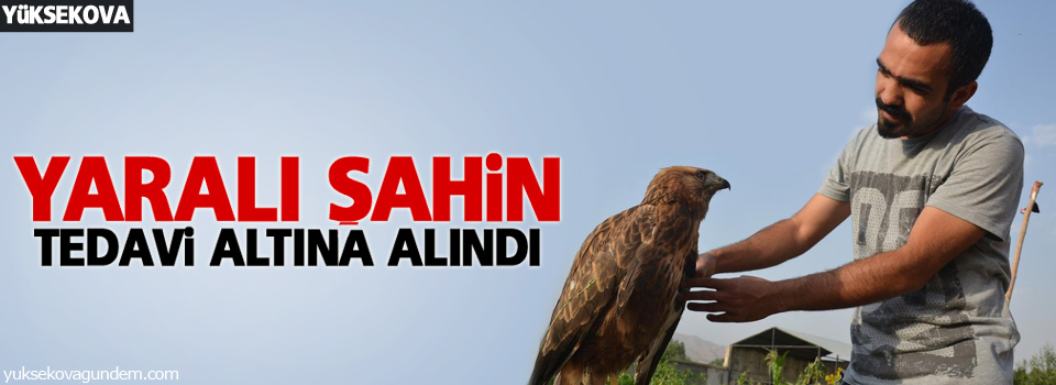 Yaralı şahin tedavi altına alındı