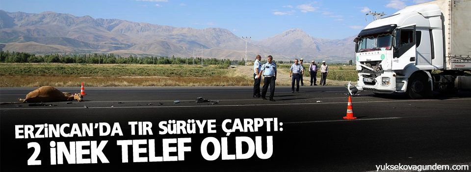 Erzincan'da tır sürüye çarptı: 2 inek telef oldu