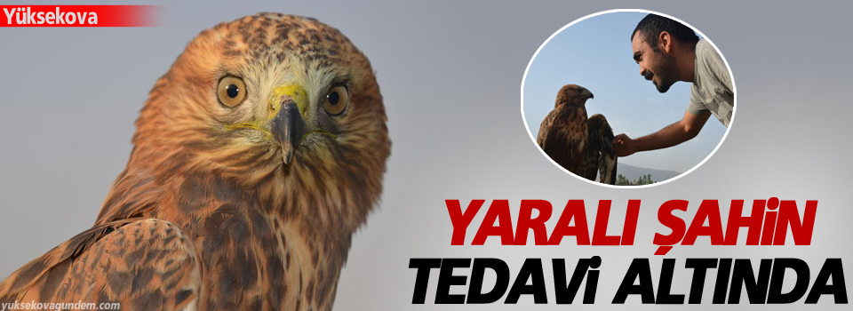 Yaralı şahin tedavi altına alındı