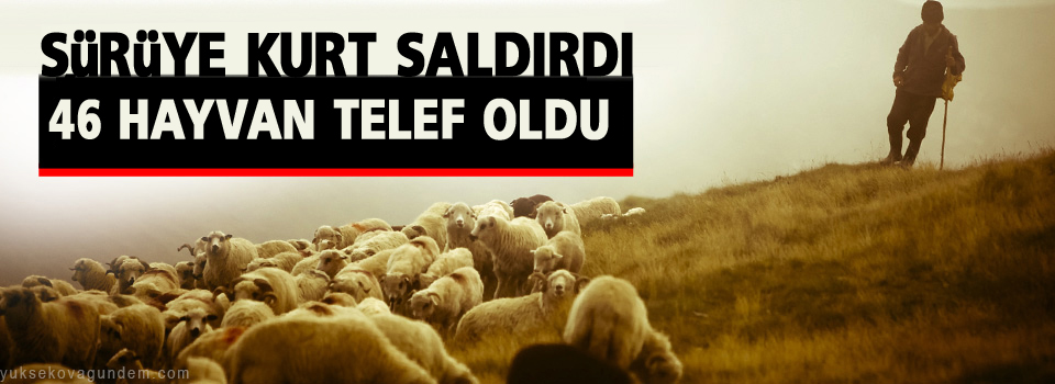 Sürüye kurt saldırdı: 46 hayvan telef oldu