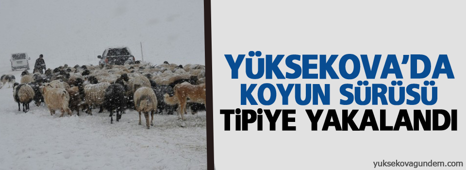 Yüksekova'da koyun sürüsü tipiye yakalandı