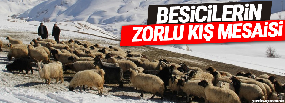 Besicilerin zorlu kış mesaisi