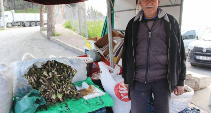 Karacadağ'da kenger zamanı