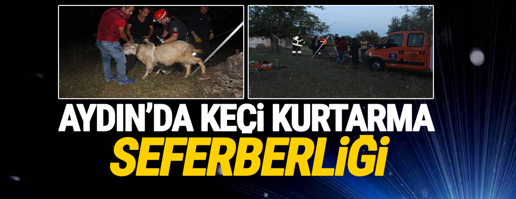 Aydın'da keçi kurtarma seferberliği