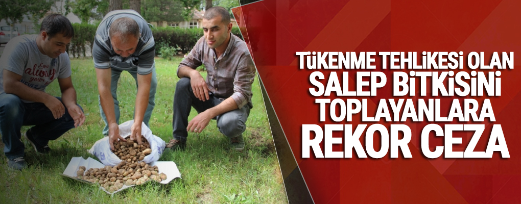 Tükenme Tehlikesi Olan Salep Bitkisini Toplayanlara Rekor Ceza
