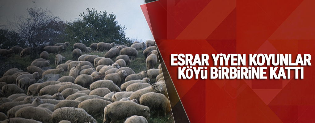 Esrar yiyen koyunlar köyü birbirine kattı