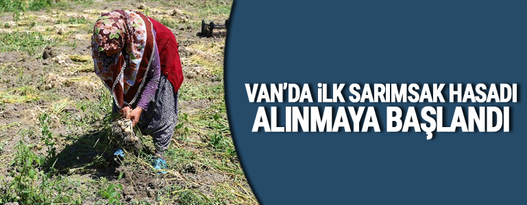 Van'da bir ilk: Sarımsak projesinin hasadına başlandı