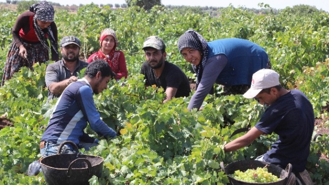 Kilis'te Üzüm Hasadı Sürüyor