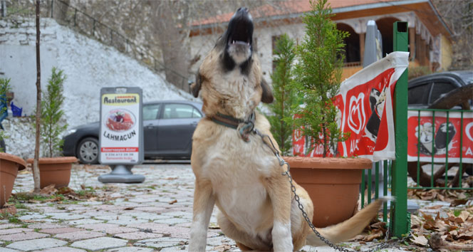 Soma'da kuduz endişesi