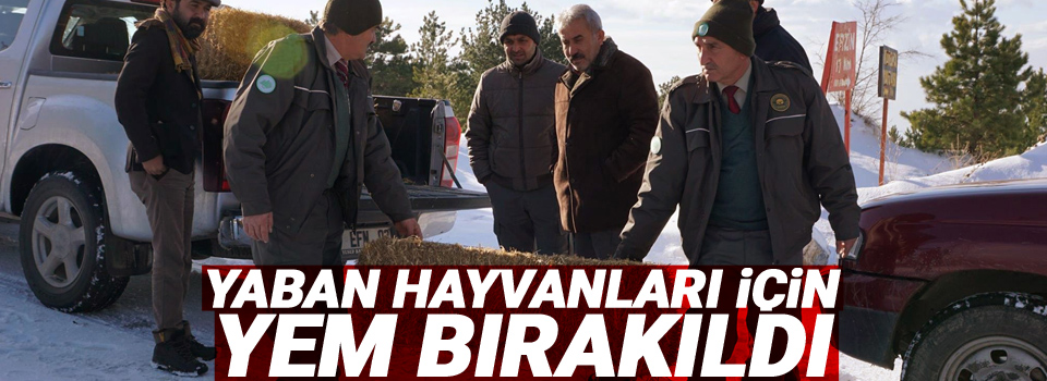 Yaban hayvanları için yem bırakıldı