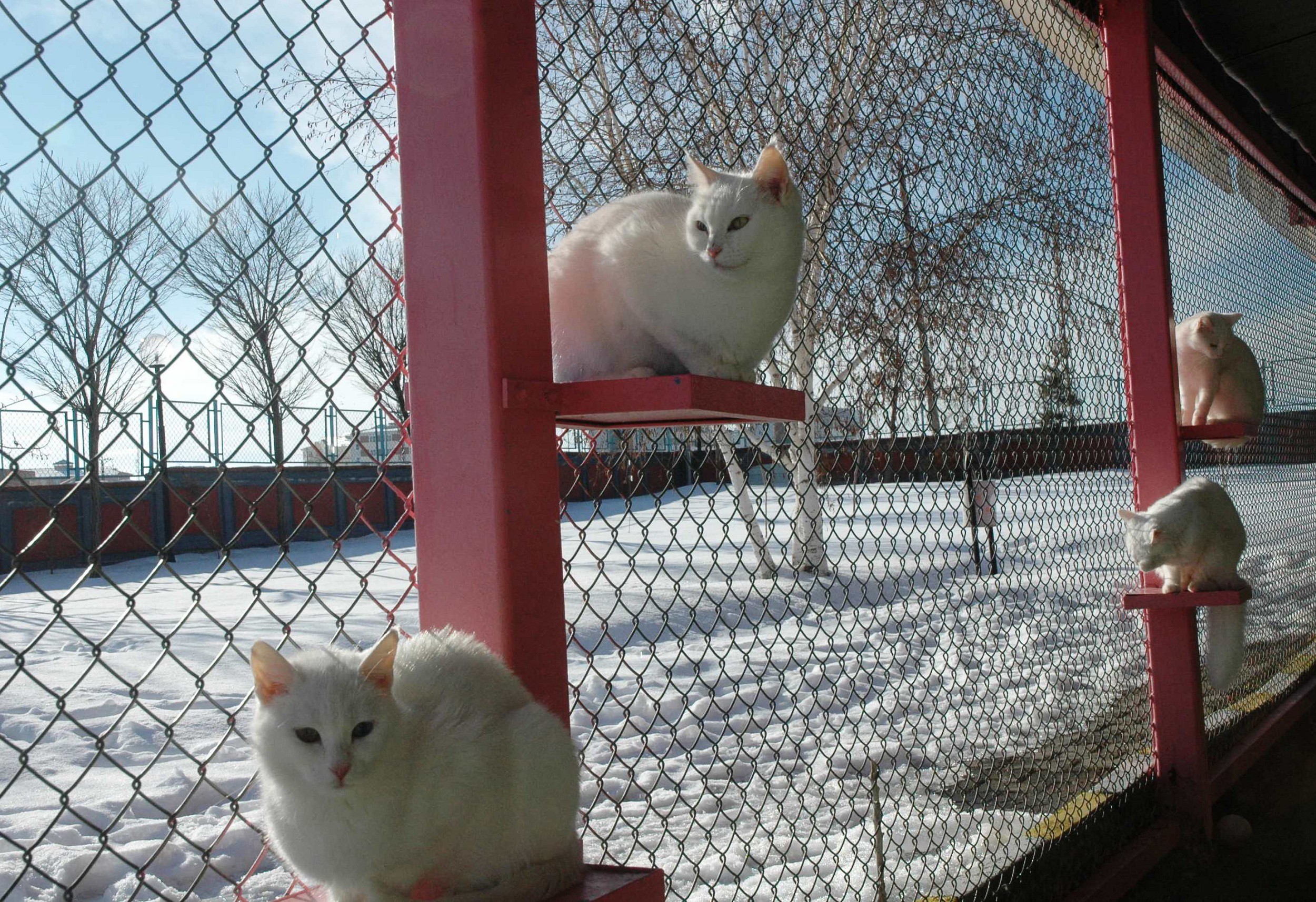 Van kedileri kış güneşinin tadını çıkarttı