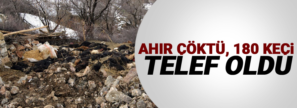 Ahır çöktü, 180 keçi telef oldu