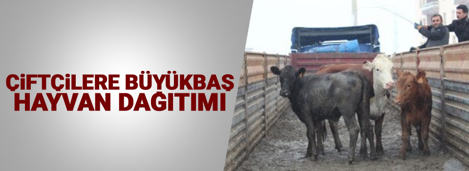 Iğdır'da çiftçilere büyükbaş hayvan dağıtımı