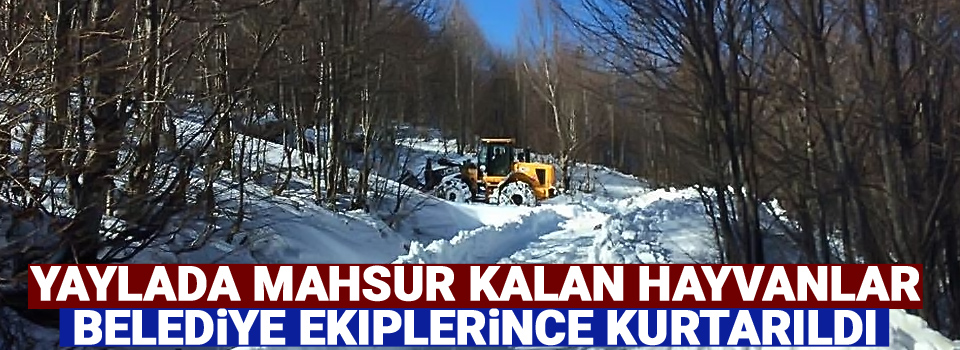 Yaylada mahsur kalan hayvanlar belediye ekiplerince kurtarıldı