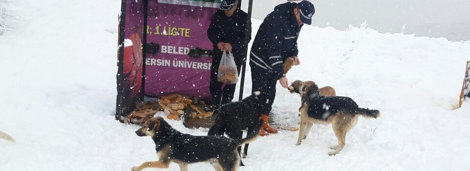 Belediye sokak hayvanlarını unutmadı