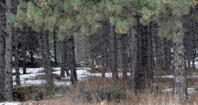 Ormanlar kış aylarında da tehlike altında