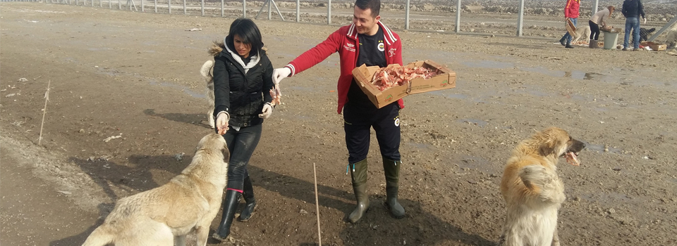 Kadınlar sokak hayvanları için seferber oldu