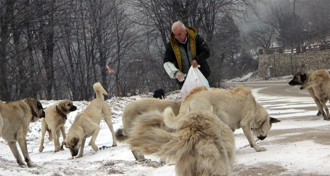 Köpekler onu aracının sesinden tanıyor