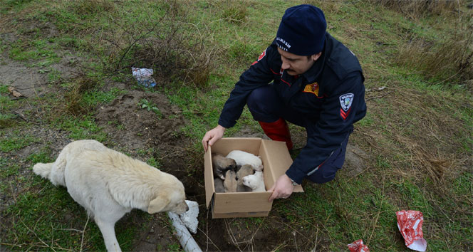 Kuyuya düşen köpekler kurtarıldı