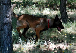 Kayıp çocukları izci köpekler bulacak