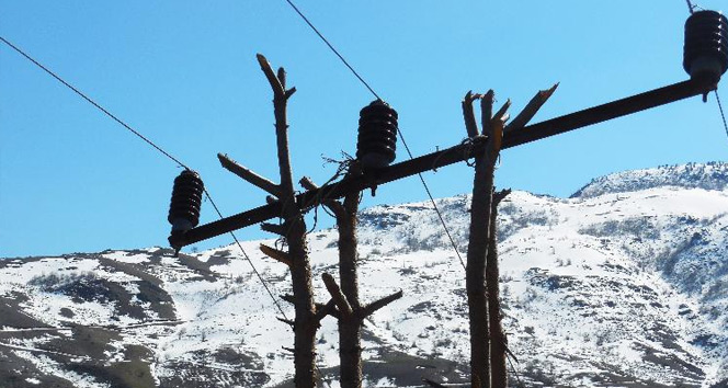 Çam ağacı elektrik direği oldu