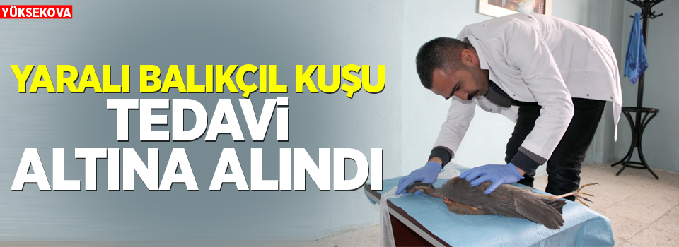 Yaralı Balıkçıl kuşu tedavi altına alındı