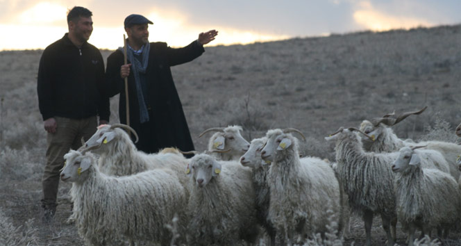 Kalifiye çoban bulmak zorlaştı