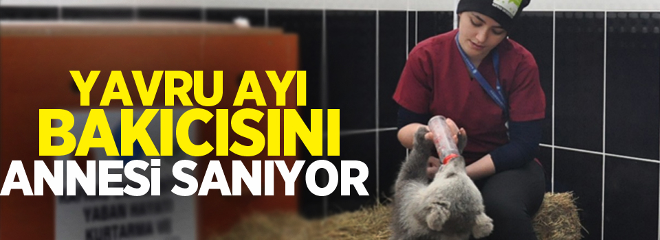 Yavru ayı bakıcısını annesi sanıyor