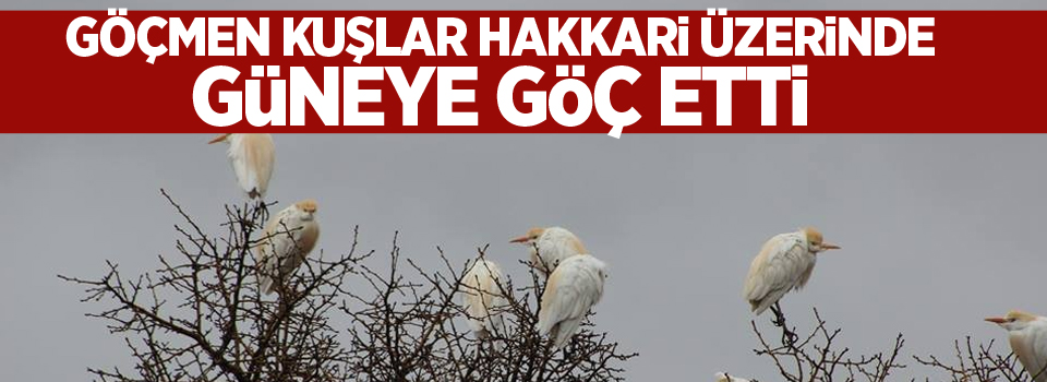 Göçmen kuşlar Hakkari üzerinde güneye göç etti