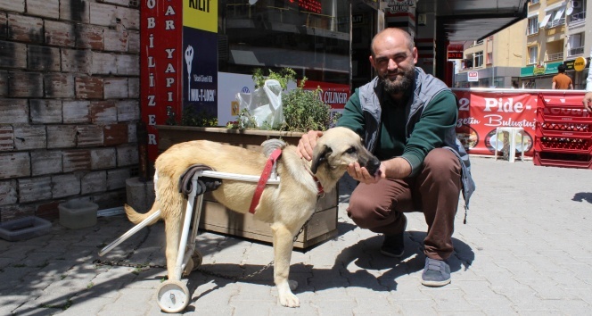 Duyarlı esnaftan felçli köpeğe yürüteç