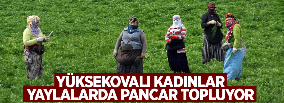 Yüksekovalı kadınlar yaylalarda pancar topluyor